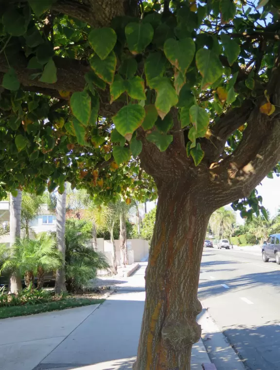 200 steps down to a thin beach, best visited at low tide. Great views!