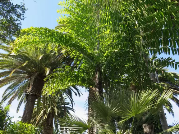 Unusual animals, delightful landscaping, stunning views, train ride through forest, and kids' play hill!