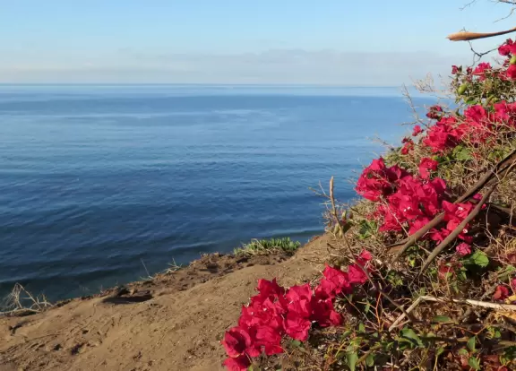 Sweeping ocean views from high up on the cliffs and a lovely walk where dogs get to run free.