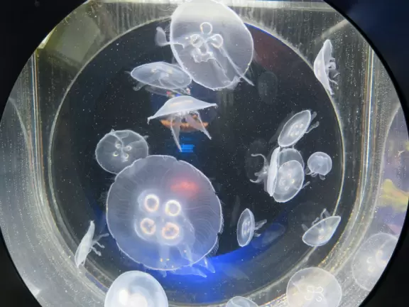Small aquarium with beautiful jellies, touch tanks, and an opening to the sea floor!