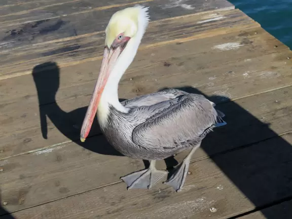 Small aquarium with beautiful jellies, touch tanks, and an opening to the sea floor!