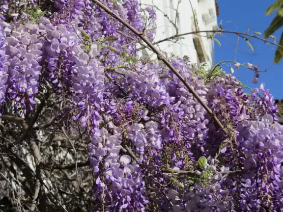 An exceptionally beautiful courthouse, sunken garden, and tower with 360 degree views of Santa Barbara.