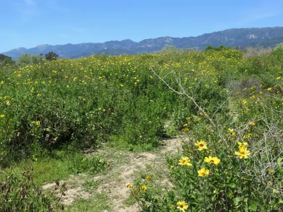 In winter, see the harbor seals play below the cliffs. All year, walk the trail above the cliffs.