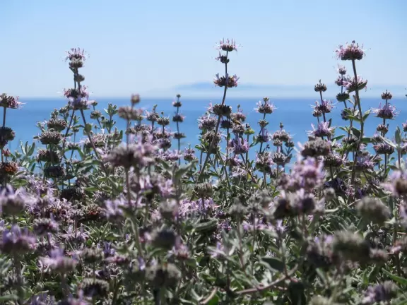 In winter, see the harbor seals play below the cliffs. All year, walk the trail above the cliffs.