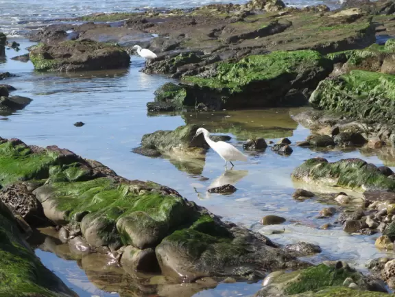 Peek over the high cliffs at little coves below, look out over Santa Barbara harbor, and sit on a whale's tail!