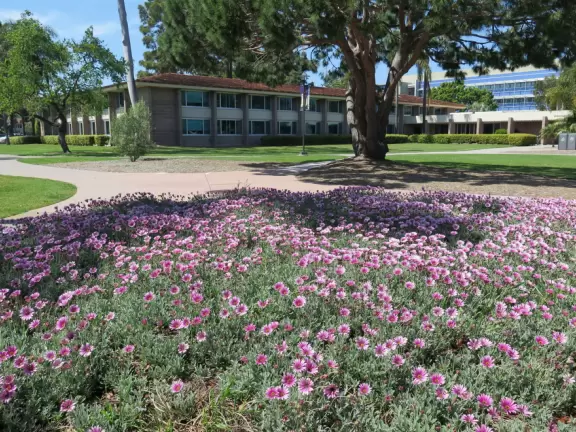 Bluff-top trail full of flowers in the spring. Lovely rugged beach and lagoon below.