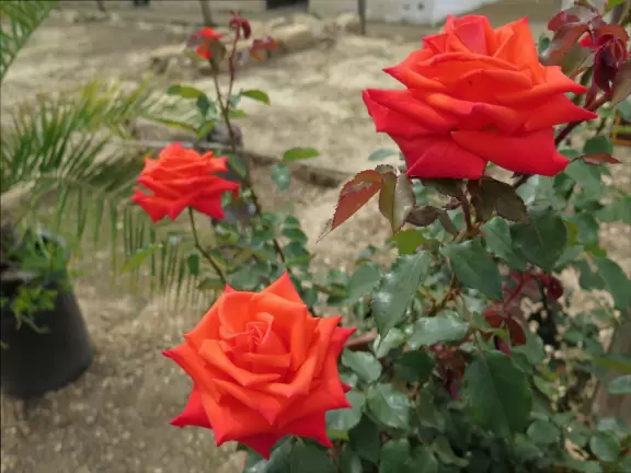 A walk amongst Santa Barbara's colonial history and beautiful Spanish-Moorish architecture.