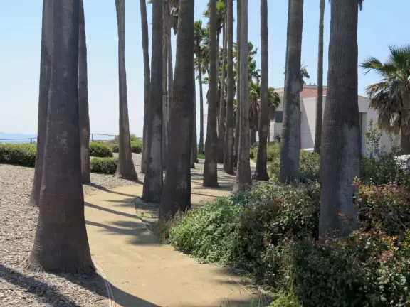 Bluff-top trail full of flowers in the spring. Lovely rugged beach and lagoon below.
