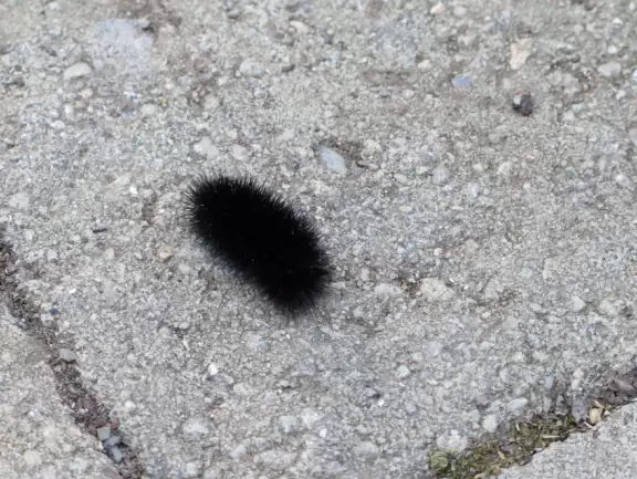 Great for a hike amongst redwoods, gnarled oaks, and deciduous trees.