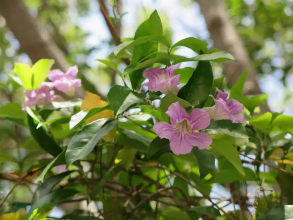 On a steep hill sits Greystone Mansion and its formal terraced gardens, which you enter free.