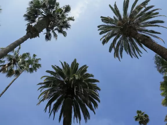 Small, gorgeous park with old trees, tropical plants, flowers, roses, and a pond with koi and turtles.