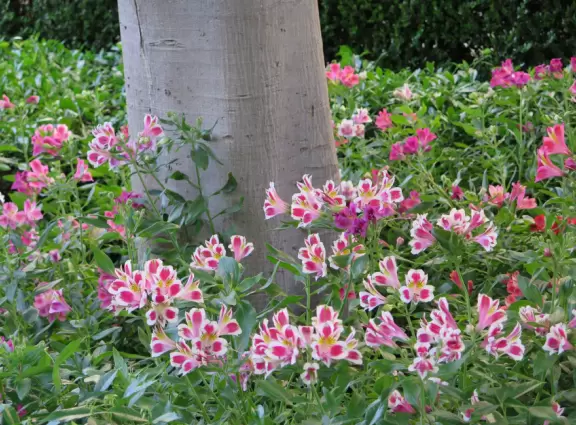 Gorgeous campus with Romanesque Revival architecture, huge sloping lawns, and old trees.