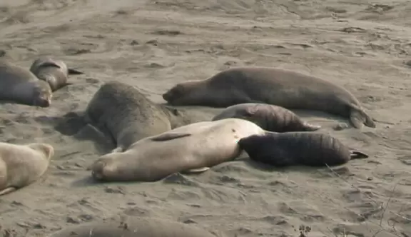 From a boardwalk, you can see a beach absolutely covered in massive elephant seals, and sometimes their babies.