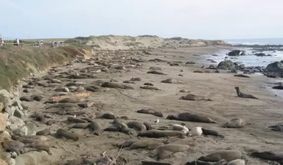 From a boardwalk, you can see a beach absolutely covered in massive elephant seals, and sometimes their babies.