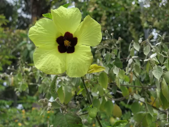 Incredible old trees from all over the globe, a stream, tropical plants, and flowers, all on a sloped plot of land.