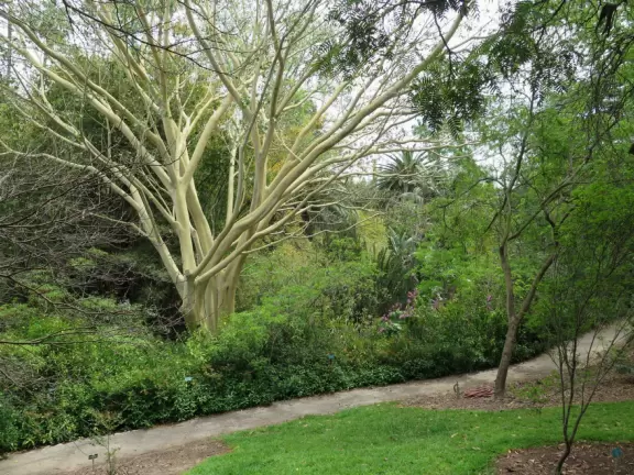 Incredible old trees from all over the globe, a stream, tropical plants, and flowers, all on a sloped plot of land.