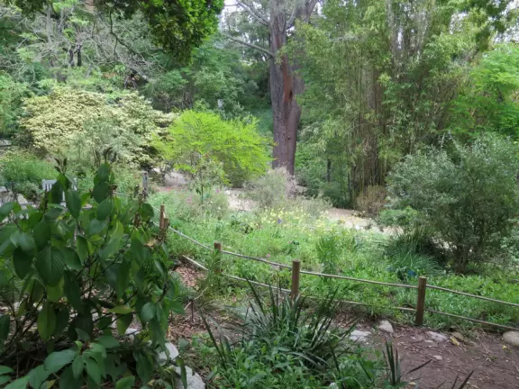 Incredible old trees from all over the globe, a stream, tropical plants, and flowers, all on a sloped plot of land.