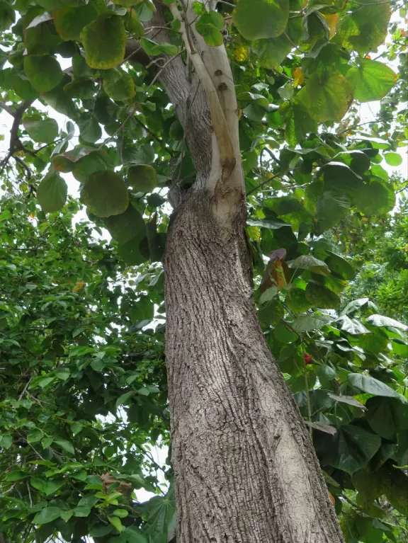 Incredible old trees from all over the globe, a stream, tropical plants, and flowers, all on a sloped plot of land.