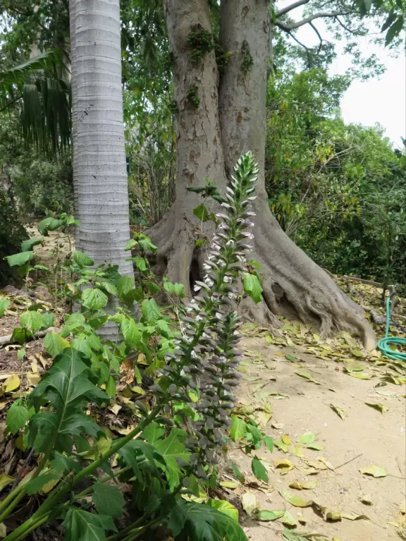 Incredible old trees from all over the globe, a stream, tropical plants, and flowers, all on a sloped plot of land.