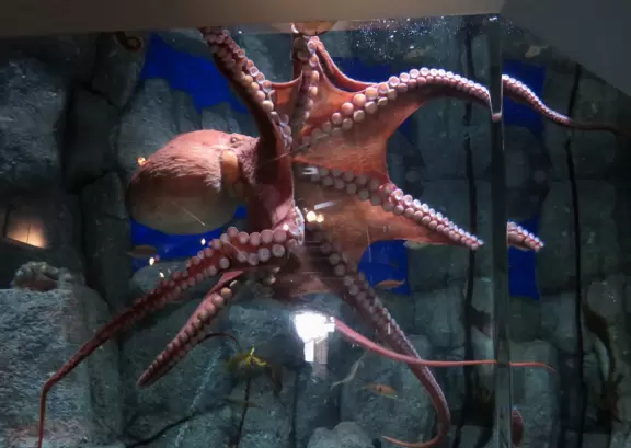 Amazingly beautiful aquarium, but unbearably crowded and ridiculously expensive.