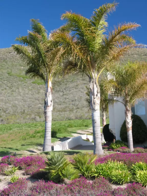 Stunning 0.4 mile paved path on cliffs above the sea, across from mansions.