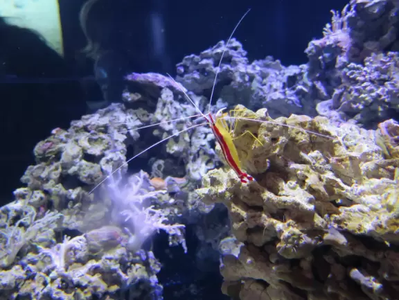 Amazingly beautiful aquarium, but unbearably crowded and ridiculously expensive.