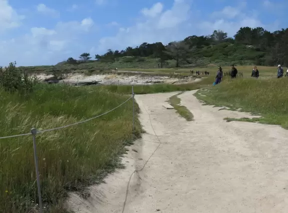 A stunning white-sand cove with clear green-blue waters, baby seals, and cliffs covered in flowers.