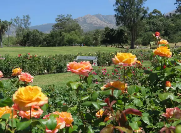 Picture-perfect rose gardens, below a grassy green hill across the street from where the Santa Barbara Mission stands.