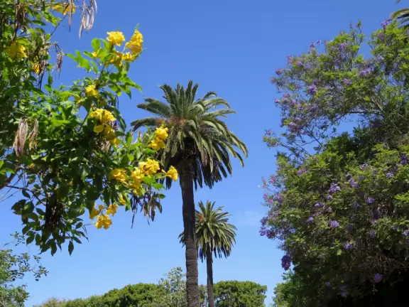 A park of exquisite beauty, with flowering trees and a picnic lawn fronting a pond full of turtles and koi.