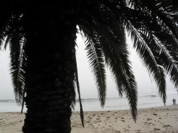 Palm-lined beach with a nice headland and tidepools.