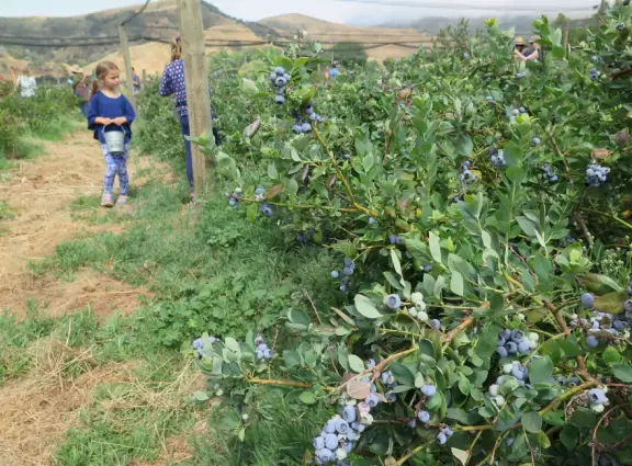 Pick (and eat) blueberries with your kids in perfect Solvang countryside.