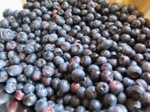 Pick (and eat) blueberries with your kids in perfect Solvang countryside.