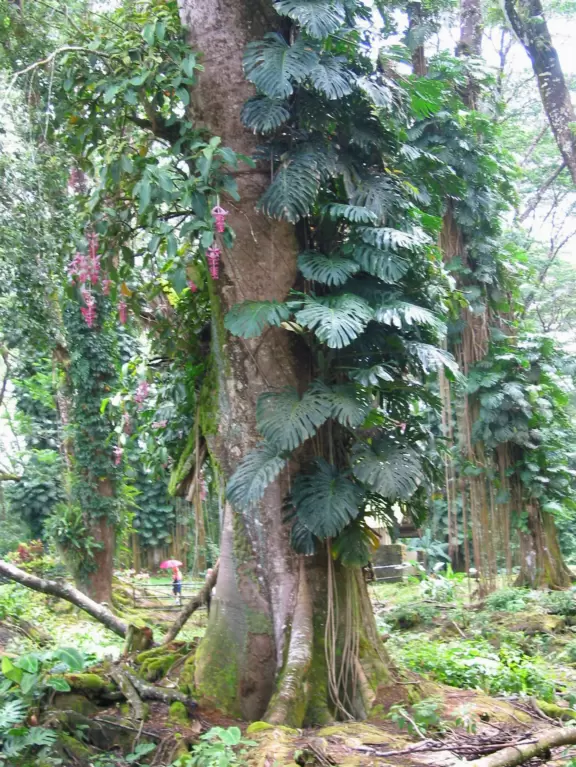 Giant monkeypod trees, lush rainforest, and tall black tree stumps where lava once flowed.