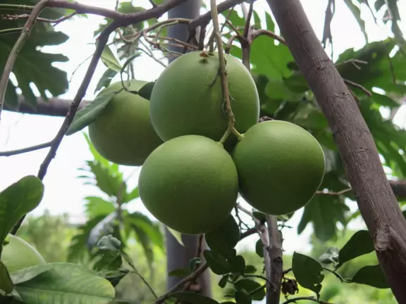 Tropical garden with short trails and ocean views.