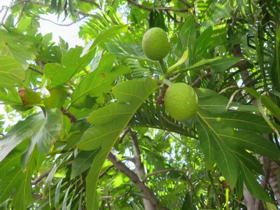 Tropical garden with short trails and ocean views.