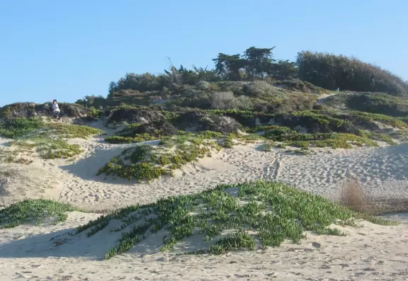 Sunny monarch butterfly grove amid tall eucalyptus trees, and a fantastic wooden boardwalk over dunes. Plus a wonderland of dunes to play in.