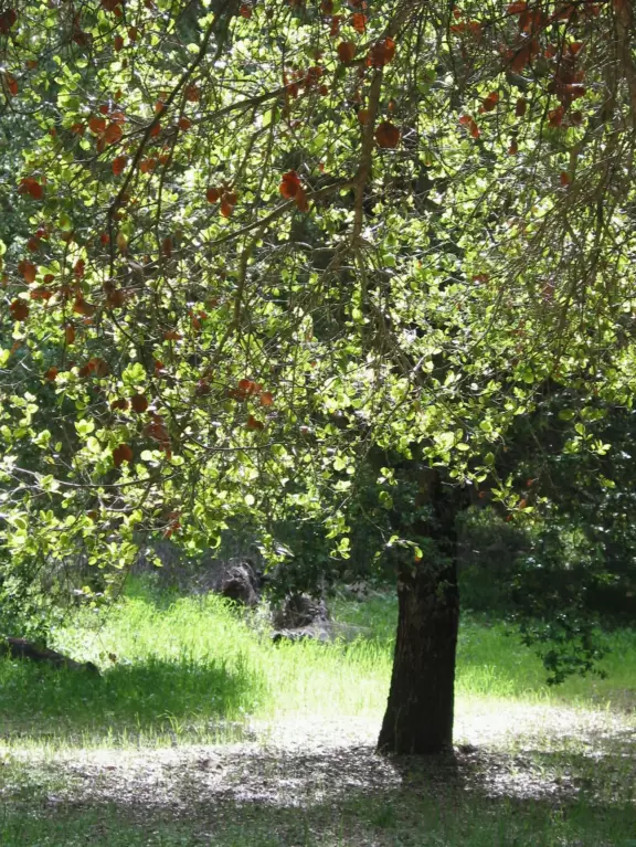 A small park tucked into a canyon in the back of a beautiful neighborhood.