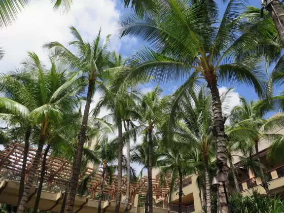 Main street in Waikiki where you can shop for tropical treats.