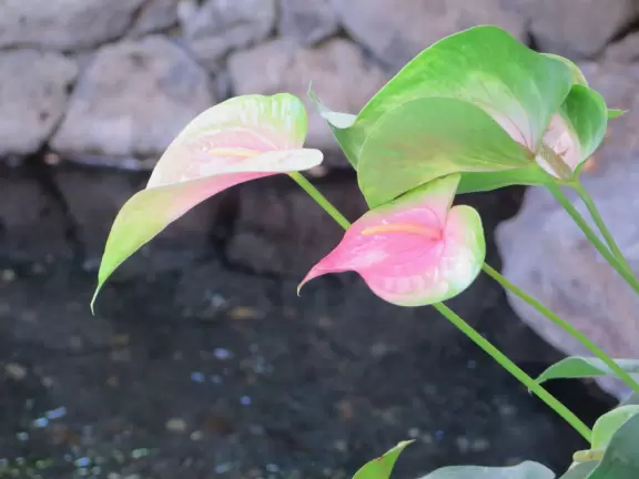 An outdoor mall under a huge banyan tree hung with lanterns. Beautiful flowers by a stream, rock-like seats kids love, and rain fountain.