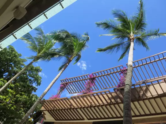 An outdoor mall under a huge banyan tree hung with lanterns. Beautiful flowers by a stream, rock-like seats kids love, and rain fountain.