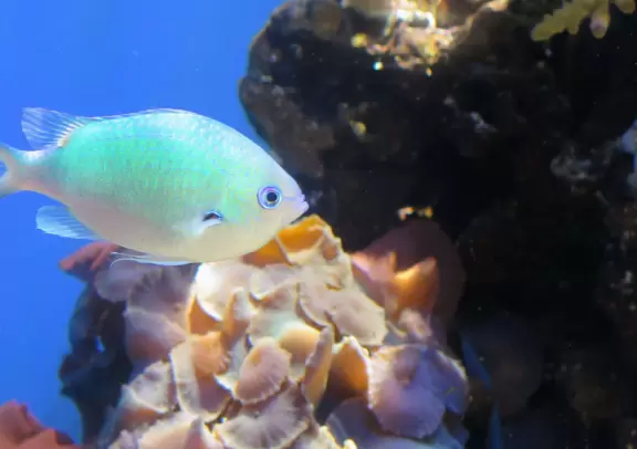 Small and manageable aquarium for little kids, and lovely area of Waikiki.