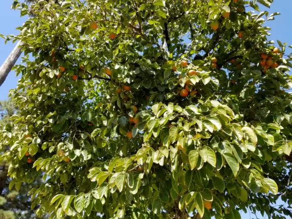 Beautiful architecture, fountains, and grounds.