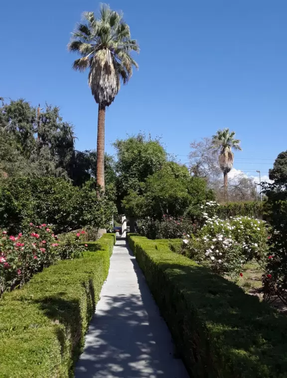 Charming park with fountains, roses, hedges, and tall California palms.