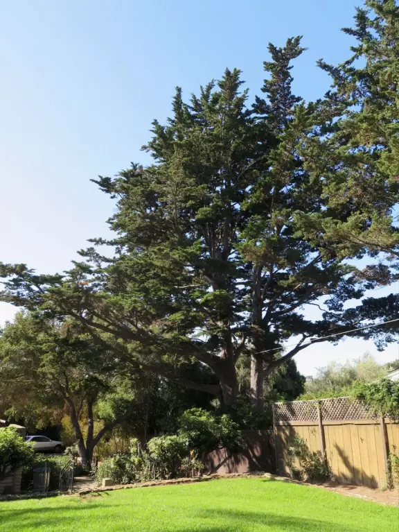 A green sloped lawn with huge, healthy pines that shade you, picnic areas with hanging vines, and a toddler playground.