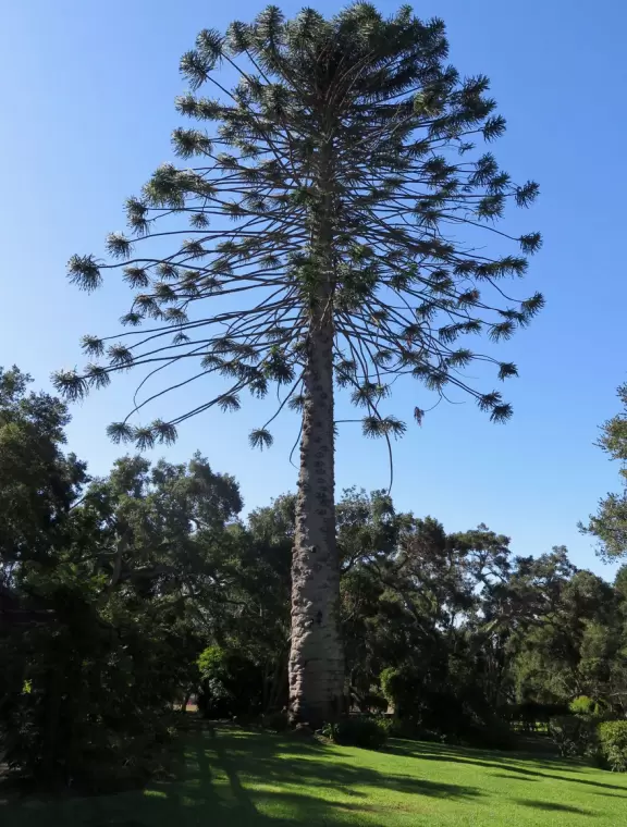 A green sloped lawn with huge, healthy pines that shade you, picnic areas with hanging vines, and a toddler playground.