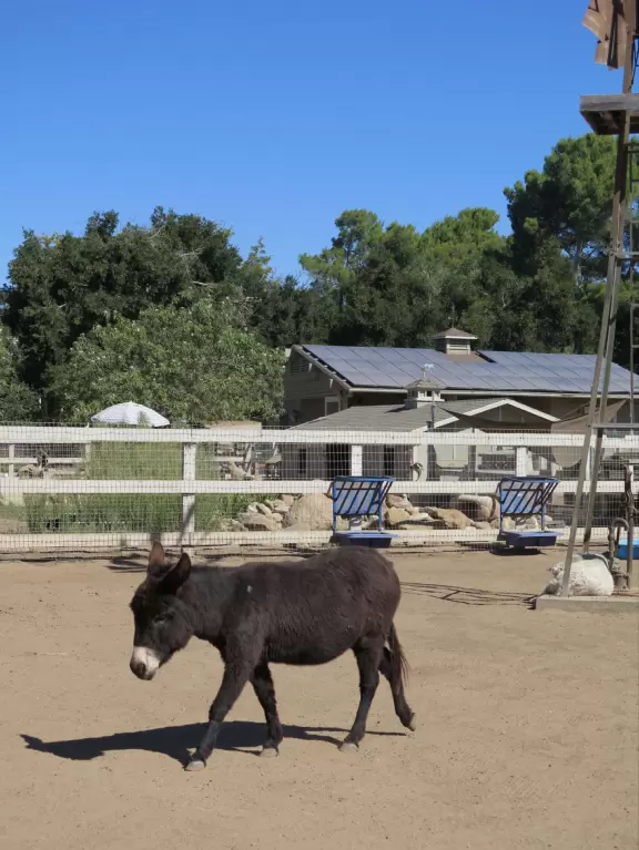 Cute animals. Fun for kids.