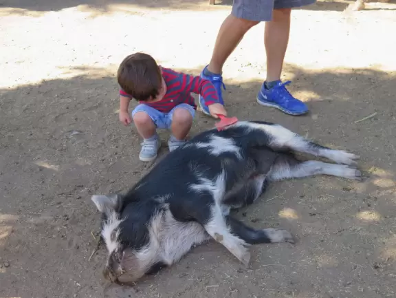 Cute animals. Fun for kids.