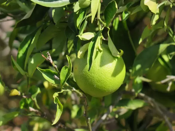 House built in 1925, with pretty garden. Only possible to see it on a very long docent-led tour.