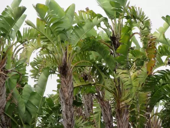 House built in 1925, with pretty garden. Only possible to see it on a very long docent-led tour.