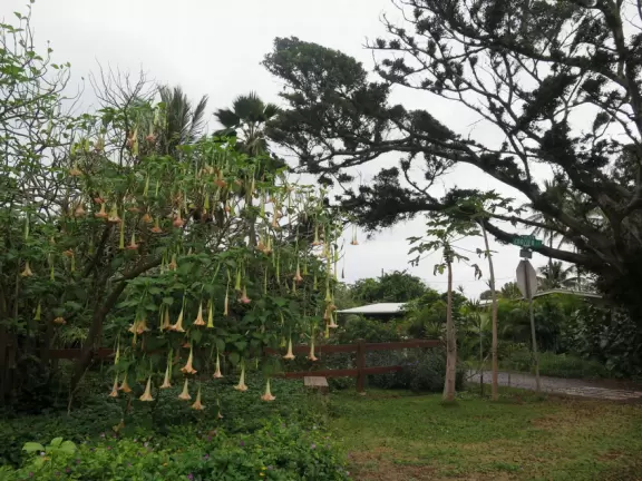 Solid bike path that runs along Waialua Beach Road for 1.4 miles with views of the mountains and flowers.